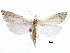  ( - CCDB-28955-D05)  @11 [ ] CreativeCommons - Attribution (2016) CBG Photography Group Centre for Biodiversity Genomics