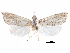  (Haimbachia floridalis - CCDB-28955-D06)  @11 [ ] CreativeCommons - Attribution (2016) CBG Photography Group Centre for Biodiversity Genomics