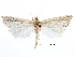  (Eoreuma multipunctellus - CCDB-28955-E12)  @11 [ ] CreativeCommons - Attribution (2016) CBG Photography Group Centre for Biodiversity Genomics