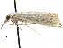  ( - CCDB-28955-F02)  @11 [ ] CreativeCommons - Attribution (2016) CBG Photography Group Centre for Biodiversity Genomics