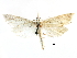  ( - CCDB-28955-F04)  @11 [ ] CreativeCommons - Attribution (2016) CBG Photography Group Centre for Biodiversity Genomics