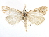  ( - CCDB-28955-F07)  @14 [ ] CreativeCommons - Attribution (2016) CBG Photography Group Centre for Biodiversity Genomics