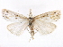  ( - CCDB-28955-F09)  @14 [ ] CreativeCommons - Attribution (2016) CBG Photography Group Centre for Biodiversity Genomics