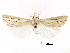  (Hemiplatytes parallela - CCDB-28955-F12)  @11 [ ] CreativeCommons - Attribution (2016) CBG Photography Group Centre for Biodiversity Genomics