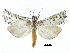  (Hemiplatytes prosenes - CCDB-28955-G02)  @14 [ ] CreativeCommons - Attribution (2016) CBG Photography Group Centre for Biodiversity Genomics