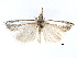  (Fernandocrambus - CCDB-28955-H02)  @14 [ ] CreativeCommons - Attribution (2016) CBG Photography Group Centre for Biodiversity Genomics