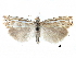  ( - CCDB-28955-H08)  @11 [ ] CreativeCommons - Attribution (2016) CBG Photography Group Centre for Biodiversity Genomics