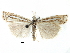  ( - CCDB-28955-H10)  @11 [ ] CreativeCommons - Attribution (2016) CBG Photography Group Centre for Biodiversity Genomics