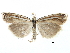  ( - CCDB-28955-H11)  @11 [ ] CreativeCommons - Attribution (2016) CBG Photography Group Centre for Biodiversity Genomics