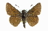  ( - CCDB-28956-A04)  @11 [ ] CreativeCommons - Attribution (2016) CBG Photography Group Centre for Biodiversity Genomics
