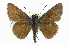  (Amblyscirtes oslari - CCDB-28956-A05)  @15 [ ] CreativeCommons - Attribution (2016) CBG Photography Group Centre for Biodiversity Genomics