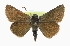  ( - CCDB-28956-A06)  @11 [ ] CreativeCommons - Attribution (2016) CBG Photography Group Centre for Biodiversity Genomics
