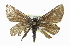  ( - CCDB-28956-A09)  @13 [ ] CreativeCommons - Attribution (2016) CBG Photography Group Centre for Biodiversity Genomics