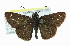  ( - CCDB-28956-A11)  @14 [ ] CreativeCommons - Attribution (2016) CBG Photography Group Centre for Biodiversity Genomics