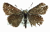  ( - CCDB-28956-A12)  @13 [ ] CreativeCommons - Attribution (2016) CBG Photography Group Centre for Biodiversity Genomics