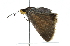  ( - CCDB-28956-B02)  @14 [ ] CreativeCommons - Attribution (2016) CBG Photography Group Centre for Biodiversity Genomics