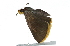  ( - CCDB-28956-B03)  @13 [ ] CreativeCommons - Attribution (2016) CBG Photography Group Centre for Biodiversity Genomics