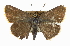  (Amblyscirtes fimbriata - CCDB-28956-B04_NGS)  @14 [ ] CreativeCommons - Attribution (2016) Jacopo DErcole Centre for Biodiversity Genomics