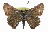  ( - CCDB-28956-B05)  @11 [ ] CreativeCommons - Attribution (2016) CBG Photography Group Centre for Biodiversity Genomics