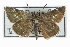  (Amblyscirtes nereus - CCDB-28956-B09_NGS)  @14 [ ] CreativeCommons - Attribution (2016) Jacopo DErcole Centre for Biodiversity Genomics