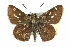  ( - CCDB-28956-C03_NGS)  @11 [ ] CreativeCommons - Attribution (2016) Jacopo DErcole Centre for Biodiversity Genomics