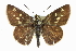  ( - CCDB-28956-C04)  @11 [ ] CreativeCommons - Attribution (2016) CBG Photography Group Centre for Biodiversity Genomics