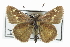  ( - CCDB-28956-C07)  @11 [ ] CreativeCommons - Attribution (2016) CBG Photography Group Centre for Biodiversity Genomics
