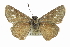  ( - CCDB-28956-C08)  @14 [ ] CreativeCommons - Attribution (2016) CBG Photography Group Centre for Biodiversity Genomics