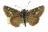  ( - CCDB-28956-C09_NGS)  @11 [ ] CreativeCommons - Attribution (2016) Jacopo DErcole Centre for Biodiversity Genomics