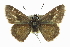  ( - CCDB-28956-C10)  @11 [ ] CreativeCommons - Attribution (2016) CBG Photography Group Centre for Biodiversity Genomics