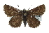  ( - CCDB-28956-E05)  @11 [ ] CreativeCommons - Attribution (2016) CBG Photography Group Centre for Biodiversity Genomics