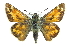  ( - CCDB-28956-F05)  @14 [ ] CreativeCommons - Attribution (2016) CBG Photography Group Centre for Biodiversity Genomics