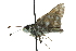  ( - CCDB-28956-F06)  @12 [ ] CreativeCommons - Attribution (2016) CBG Photography Group Centre for Biodiversity Genomics