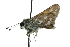  ( - CCDB-28956-F07)  @11 [ ] CreativeCommons - Attribution (2016) CBG Photography Group Centre for Biodiversity Genomics