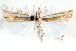  ( - CCDB-28957-A07)  @11 [ ] CreativeCommons - Attribution (2016) CBG Photography Group Centre for Biodiversity Genomics