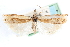 ( - CCDB-28957-A08)  @11 [ ] CreativeCommons - Attribution (2016) CBG Photography Group Centre for Biodiversity Genomics