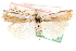  ( - CCDB-28957-A10)  @11 [ ] CreativeCommons - Attribution (2016) CBG Photography Group Centre for Biodiversity Genomics