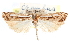  ( - CCDB-28957-A11)  @11 [ ] CreativeCommons - Attribution (2016) CBG Photography Group Centre for Biodiversity Genomics
