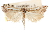  (Crambus occidentalis - CCDB-28957-B01)  @15 [ ] CreativeCommons - Attribution (2016) CBG Photography Group Centre for Biodiversity Genomics