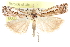  ( - CCDB-28957-B02)  @11 [ ] CreativeCommons - Attribution (2016) CBG Photography Group Centre for Biodiversity Genomics