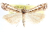  ( - CCDB-28957-B03)  @11 [ ] CreativeCommons - Attribution (2016) CBG Photography Group Centre for Biodiversity Genomics