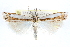  ( - CCDB-28957-B04)  @15 [ ] CreativeCommons - Attribution (2016) CBG Photography Group Centre for Biodiversity Genomics