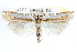  ( - CCDB-28957-B05)  @14 [ ] CreativeCommons - Attribution (2016) CBG Photography Group Centre for Biodiversity Genomics