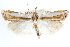  ( - CCDB-28957-B08)  @11 [ ] CreativeCommons - Attribution (2016) CBG Photography Group Centre for Biodiversity Genomics