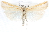  (Crambus dimidiatellus - CCDB-28957-B09)  @14 [ ] CreativeCommons - Attribution (2016) CBG Photography Group Centre for Biodiversity Genomics