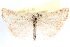  ( - CCDB-28957-C02)  @11 [ ] CreativeCommons - Attribution (2016) CBG Photography Group Centre for Biodiversity Genomics