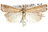  (Pediasia laciniellus - CCDB-28957-C03)  @13 [ ] CreativeCommons - Attribution (2016) CBG Photography Group Centre for Biodiversity Genomics