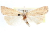  ( - CCDB-28957-C04)  @11 [ ] CreativeCommons - Attribution (2016) CBG Photography Group Centre for Biodiversity Genomics
