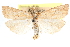  ( - CCDB-28957-C05)  @11 [ ] CreativeCommons - Attribution (2016) CBG Photography Group Centre for Biodiversity Genomics