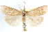  ( - CCDB-28957-C06)  @11 [ ] CreativeCommons - Attribution (2016) CBG Photography Group Centre for Biodiversity Genomics